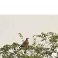 گونه سارگپه تاجدار Crested Honey Buzzard